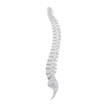 Side view of the spine on a white background