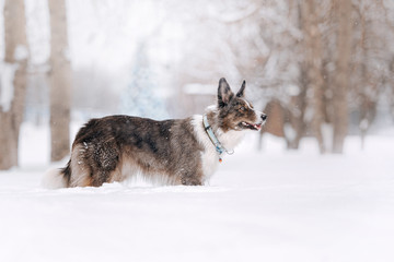 Fototapeta premium adorable border collie dog posing outdoors in winter