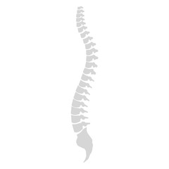 Side view of the spine on a white background - obrazy, fototapety, plakaty