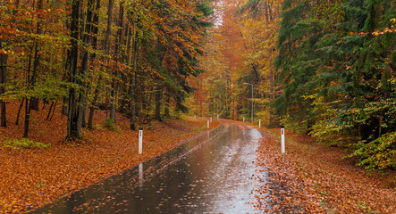 Regennasse, laubbedeckte Strasse im Herbst-Unfallgefahr
