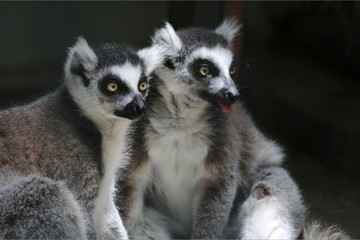 Obraz premium ワオキツネザル