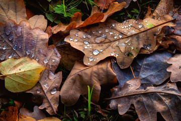 Rain drops on disgraced oak leaves.