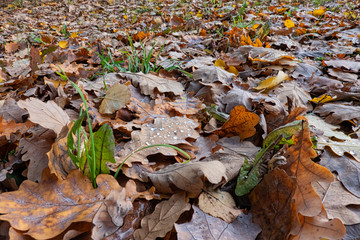 Rain drops on disgraced oak leaves.