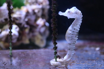 タツノオトシゴ © Uro