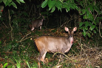 Sambar Deer (Cervus unicolor) in Borneo, Malaysia - スイロク