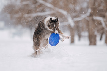 border collie dog catching a flying disc outdoors in winter