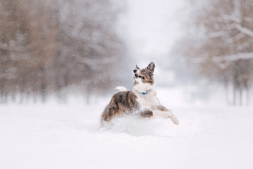 happy border collie dog running in the snow - Powered by Adobe