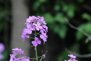 Nature Hike in Forest