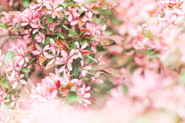 Obraz na płótnie Canvas Springtime blossoming pink branch blooming background