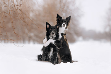 two border collie dogs hugging in the snow outdoors - obrazy, fototapety, plakaty