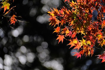 紅葉