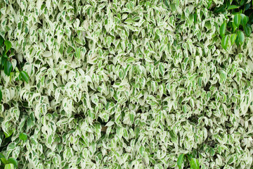 Green leaf nature pattern and texture