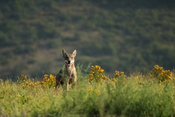 A Eurasian grey wolf (Canis lupus lupus) staying in the green grass, yellow flowers around.