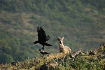 A Eurasian grey wolf (Canis lupus lupus) staying on the rocks in the green grass, yellow flowers...