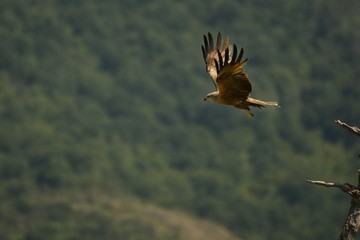 Black Kite (Milvus migrans migrans) flying and hunting with green background.