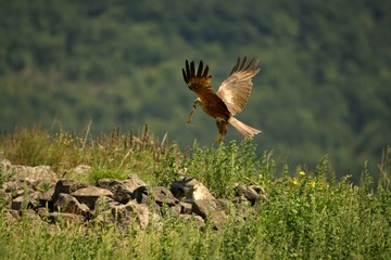 Black Kite (Milvus migrans migrans) flying and hunting with green background.