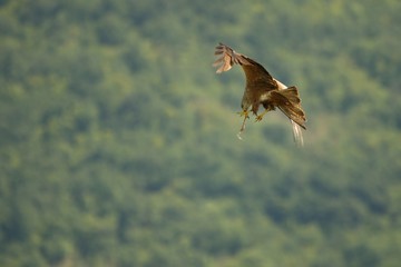 Black Kite (Milvus migrans migrans) flying and hunting with green background.