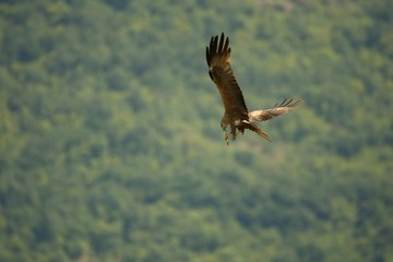 Black Kite (Milvus migrans migrans) flying and hunting with green background.