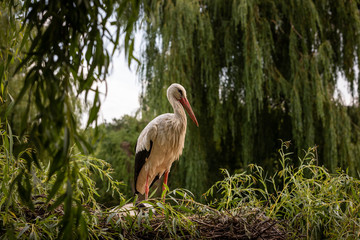 White stork in the forest