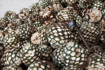 Agave piles in distillery waiting for processing, Tequila, Jalisco, Mexico. Harvest agave.