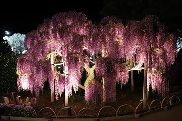  wisteria trees illuminated at night