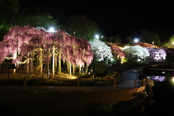  wisteria trees illuminated at night