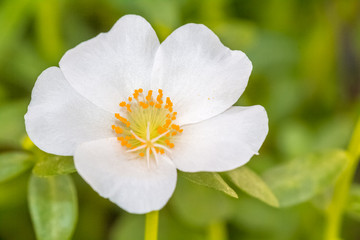 Pourpier, fleur blanche 