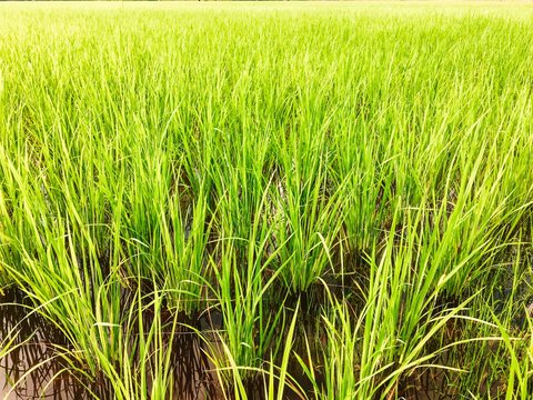a large peddy field in the summer time,close up view 
