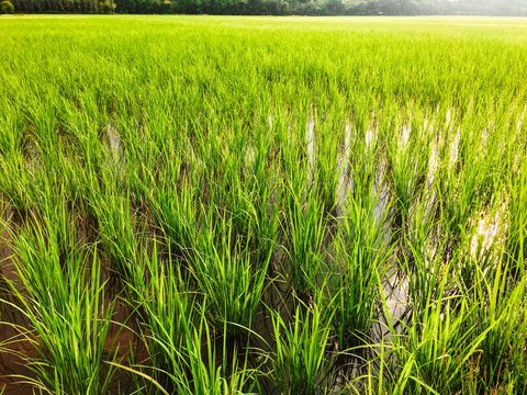 a large peddy field in the summer time,close up view 