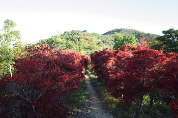 日本の兵庫県赤穂市の雄鷹台山の紅葉