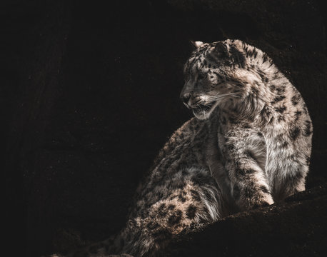 snow leopard