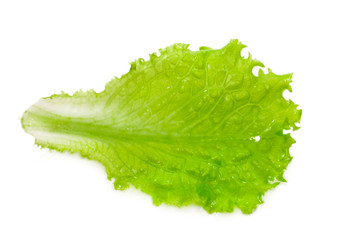 Fresh lettuce leaf isolated on a white background. 