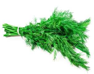 Tied up a bunch of fresh dill herb isolated on white background