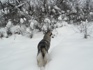 Wolf in the snow. Wolf in the wild. Back view
