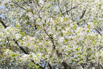 Blooming sakura on a sunny spring day