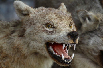 Wolfskopf