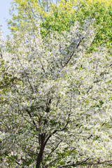 Fototapeta na wymiar Blooming sakura on a sunny spring day