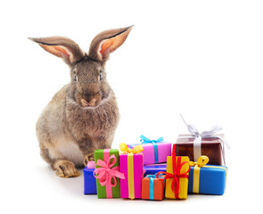 One brown rabbit with gifts.