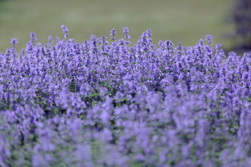 Obraz premium small densely growing purple flowers on a green blurred background
