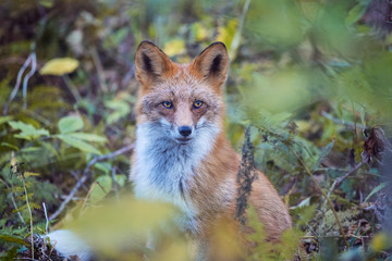 Portrait of beautiful wild fox behind the foliage in russian forest