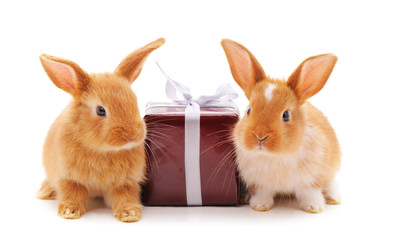 Two rabbits with gift.