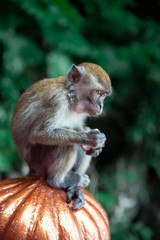 Naklejka na ściany i meble Close up monkey portrait at Batu Caves, Kuala Lumpur, Malaysia