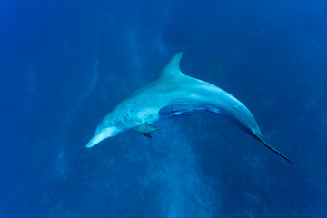 Fototapeta premium 小笠原のミナミハンドウイルカ