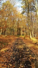 road in autumn forest