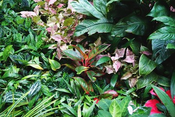 Lush tropical garden plants with a variety of leaf shapes and colors