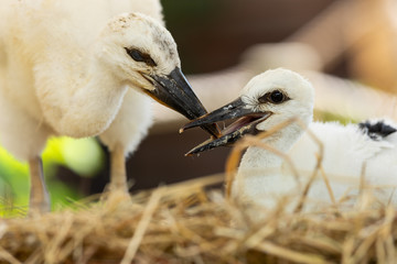 Fototapeta premium Portrait of a young white stork