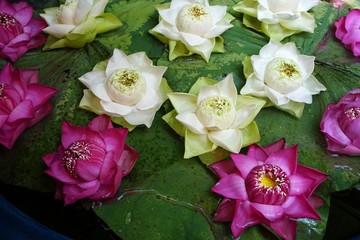 Pretty tropical floral arrangement with white and pink lotus blossoms on dark green lily pad leaves
