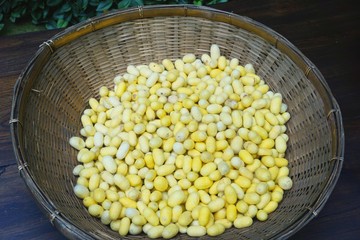 Vintage bamboo basket filled with natural yellow silkworm cocoons in rural Thailand