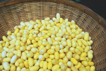 Closeup detail of natural yellow silkworm cocoons in a vintage bamboo basket at a market in Thailand