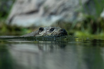 An otter swims in the water